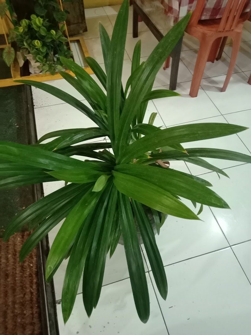 Masakan Padang Ampera Minang Agung Malang